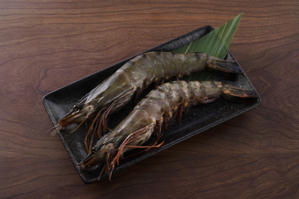 野生海虎蝦